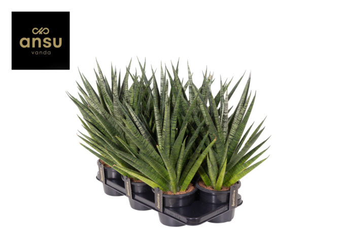 Sansevieria Comet Queen Marble