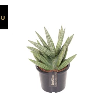 Sansevieria Inti No. 1