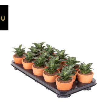 Sansevieria Star Mini Marble No. 1 Terracotta