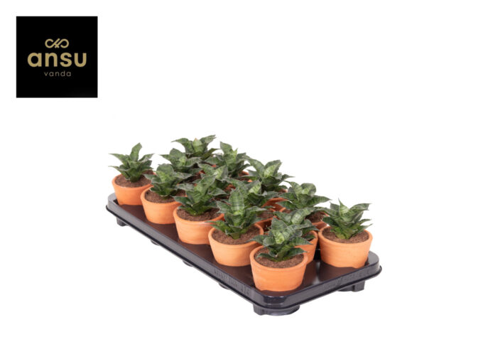 Sansevieria Star Mini Marble No. 1 Terracotta