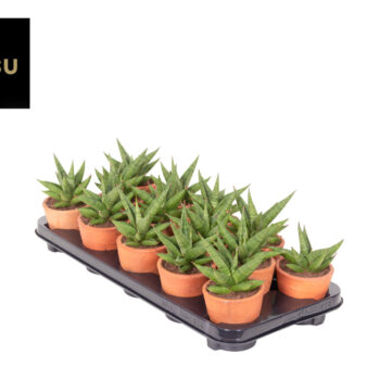 Sansevieria Comet Canoe No. 1 Terracotta
