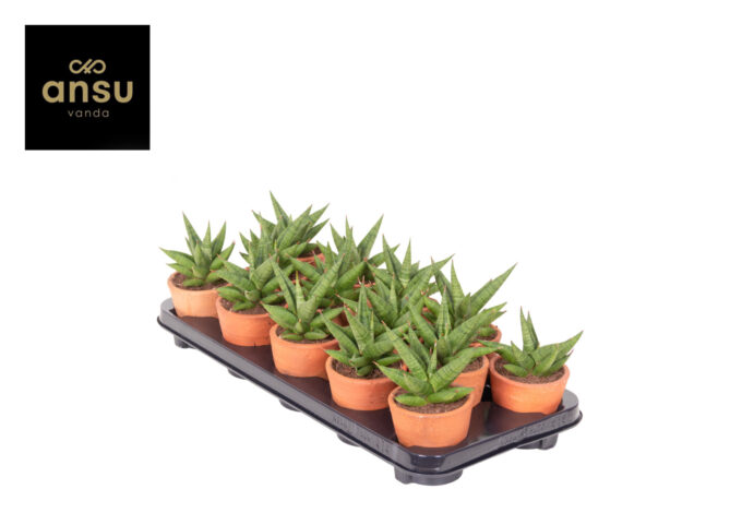 Sansevieria Comet Canoe No. 1 Terracotta
