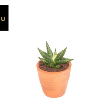 Sansevieria Inti Mini No. 2 Terracotta