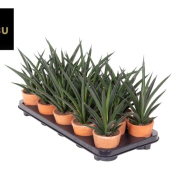 Sansevieria Comet Amazon Green Terracotta