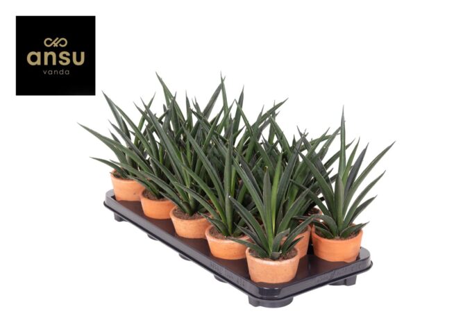 Sansevieria Comet Amazon Green Terracotta