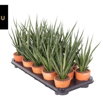 Sansevieria Comet Kichaka Terracotta