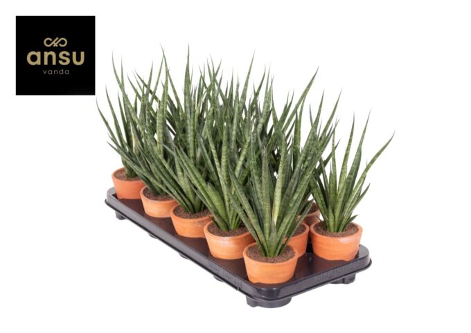 Sansevieria Comet Kichaka Terracotta