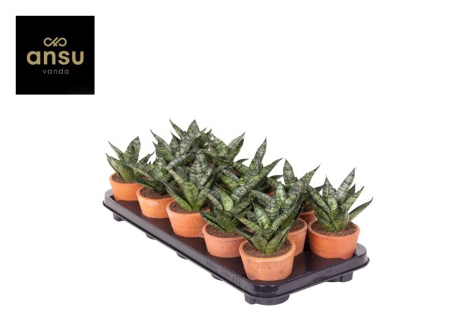 Sansevieria Comet Ming Green Marble Terracotta
