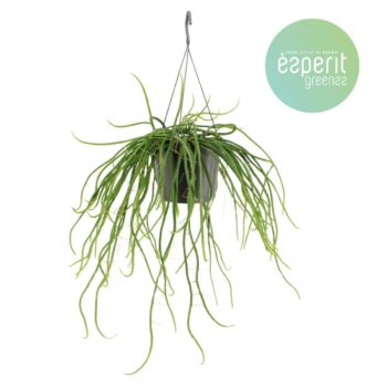 Selenicereus wercklei hangpot