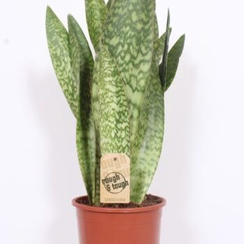 Sansevieria Jiboia