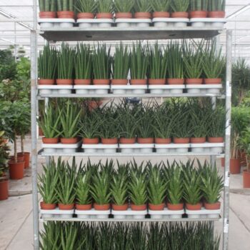 Sansevieria Luxe Mixkar "Rough & Tough"