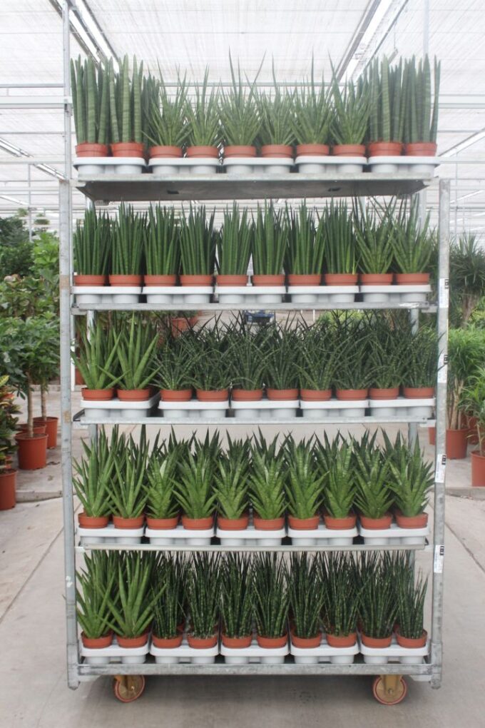 Sansevieria Luxe Mixkar "Rough & Tough"