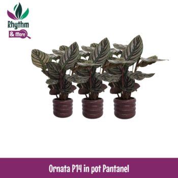 Calathea 14cm Ornata in Pantanel Keramiek - Rhythm & More