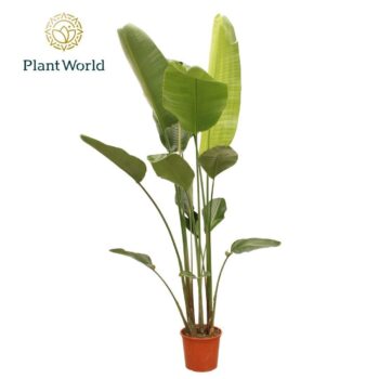 Strelitzia Nicolai 6 PP (zonder bloem) 225-250 cm