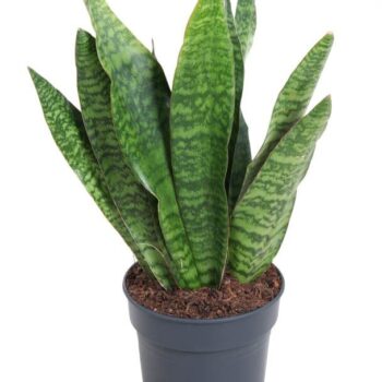 Sansevieria Jamaiquina P19