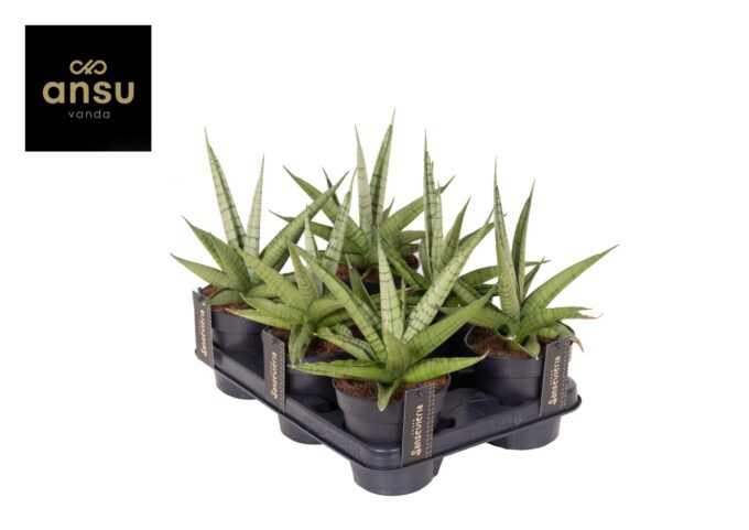 Sansevieria Comet Laurel Grey No. 1