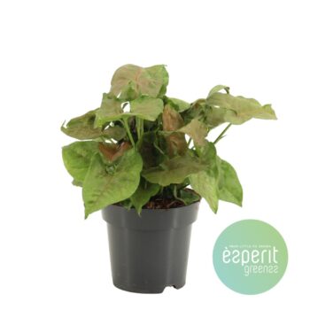 Syngonium podophyllum Maria
