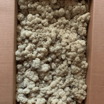 Ijslandsmoss (2 layers) 3 kg 0,45m2