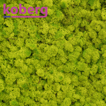 Ijslandsmoss (2 layers) 3 kg 0,45m2