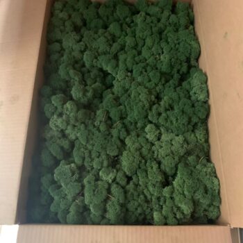 Ijslandsmoss (2 layers) 3 kg 0,45m2