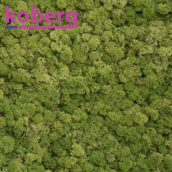 Ijslandsmoss (2 layers) 3 kg 0,45m2