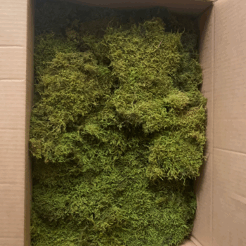 Flat moss preserved ( 2layers) 3kg 1,2m²  ( 42 )