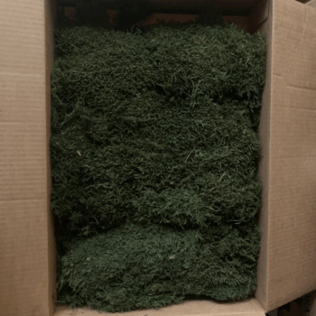 Flat moss preserved ( 2layers) 3kg 1,2m²  ( 42 )