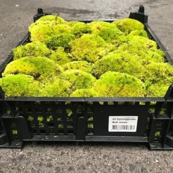 Ballmoss (crate) 0,20m2 per crate coverage
