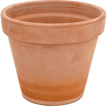 Terra Cotta Flowerpot Antiques