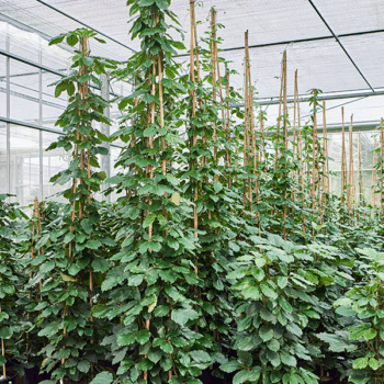 Tetrastigma voinierianum Pyramid