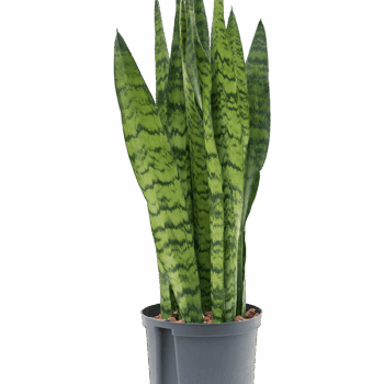 Sansevieria zeylanica Tuft