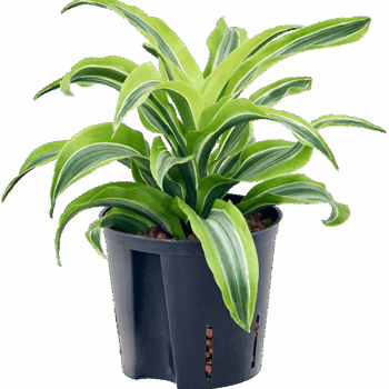 Dracaena fragrans 'Lemon Surprise' Head