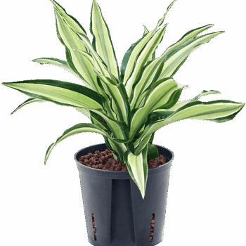 Dracaena fragrans 'Malaika' Head