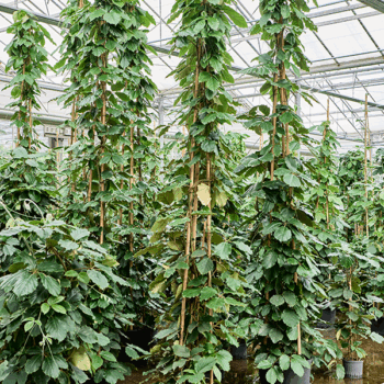 Tetrastigma voinierianum Pyramid