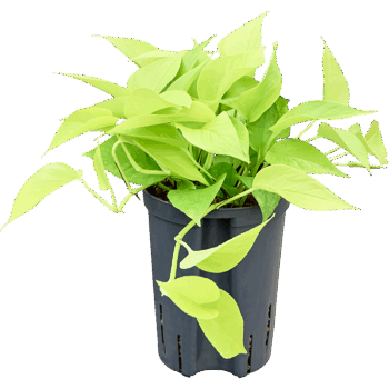 Scindapsus (Epipremnum) 'Golden pothos' Hanger