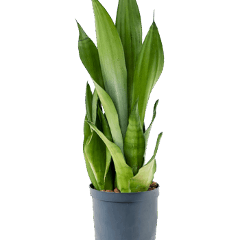 Sansevieria trifasciata 'Moonshine' Tuft