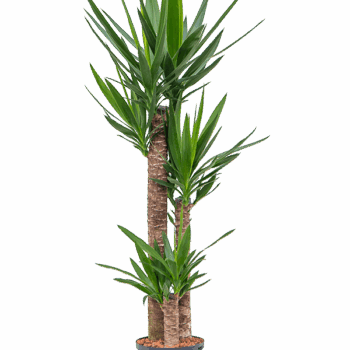 Yucca elephantipes 90-60-30
