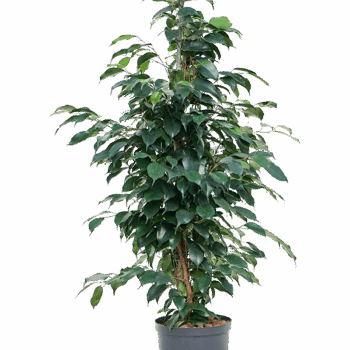 Ficus benjamina 'Danielle' Tuft