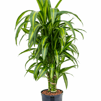 Dracaena fragrans 'Hawaiian Sunshine' Branched-multi
