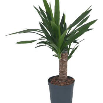 Yucca elephantipes 30