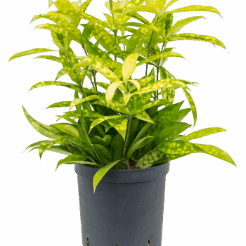 Dracaena surculosa 'Mike' Tuft