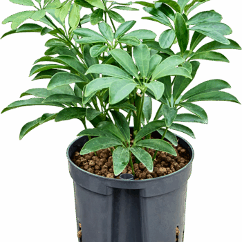 Schefflera arboricola 'Luseana' 2pp