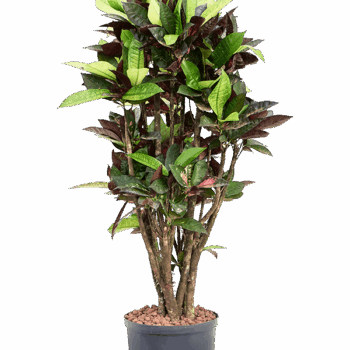Croton (Codiaeum) variegatum 'Mrs. Iceton' Branched