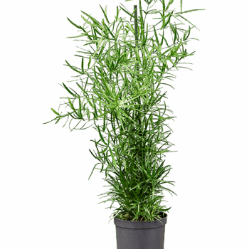 Asparagus falcatus Tuft