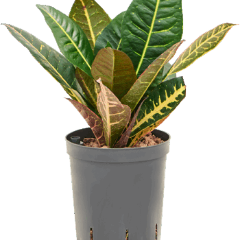 Croton (Codiaeum) variegatum 'Petra' 2pp