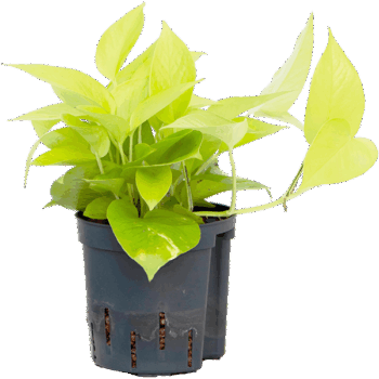 Scindapsus (Epipremnum) 'Golden pothos' Hanger