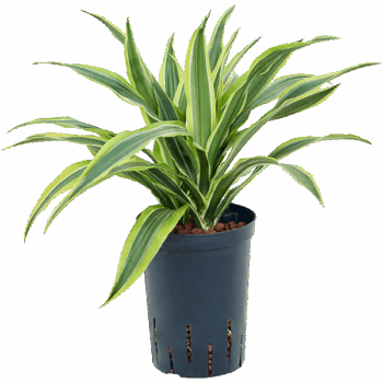 Dracaena fragrans 'Lemon Lime' Head 2pp