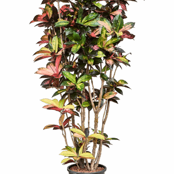 Croton (Codiaeum) variegatum 'Mrs. Iceton' Branched