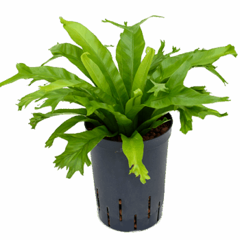 Asplenium antiquum 'Amy'