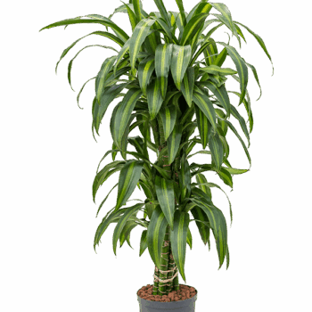 Dracaena fragrans 'Hawaiian Sunshine' Branched-multi